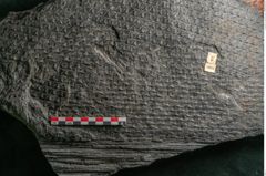Foto (Detailansicht) von Lepidodendron aculeatum St. (NHMW-GEO-2024-0188-11024)